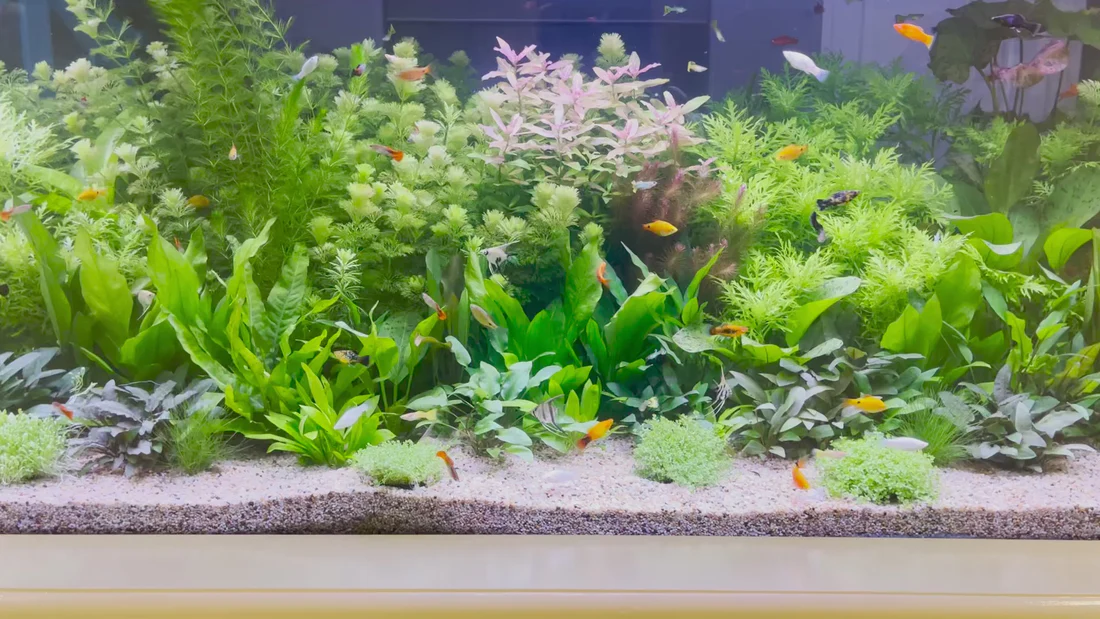 Australia's Finest Live Aquarium Fish